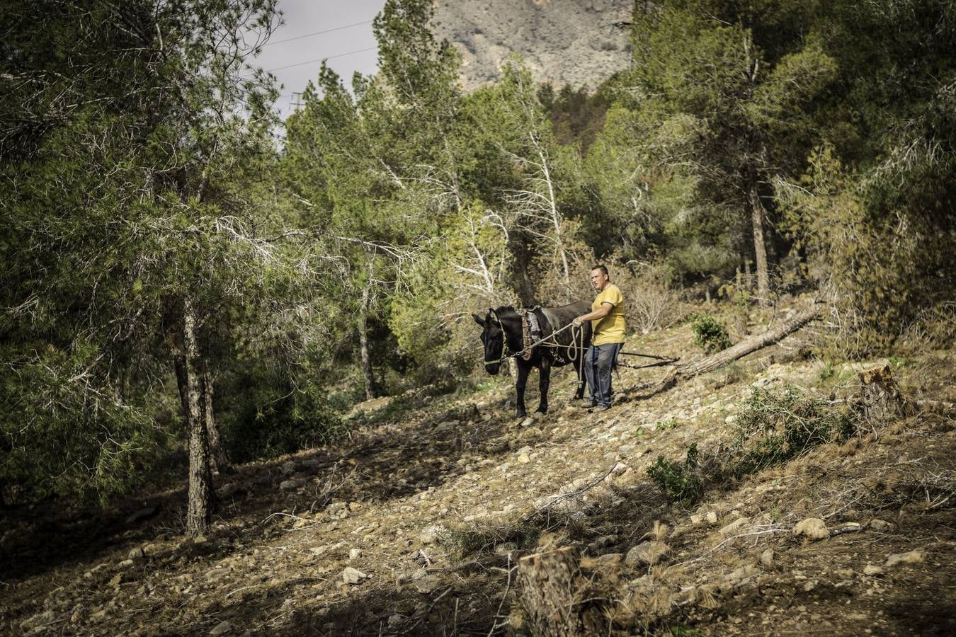 El trabajo de los mulos en la Sierra de Redován