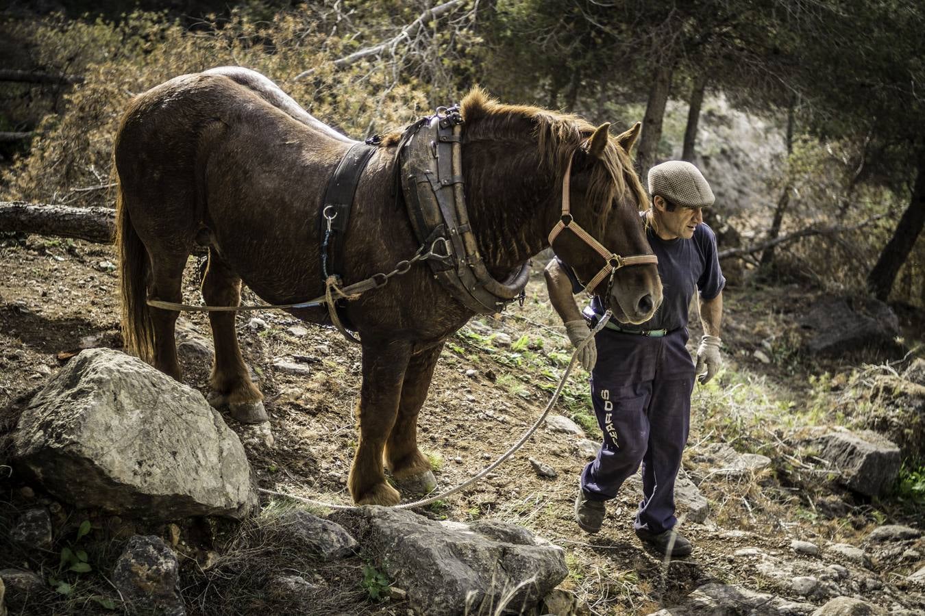 El trabajo de los mulos en la Sierra de Redován