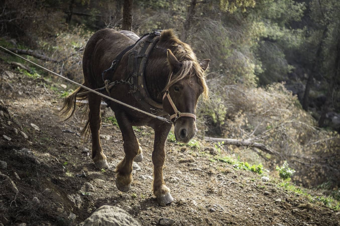 El trabajo de los mulos en la Sierra de Redován