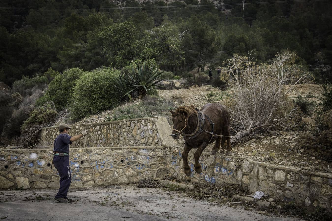 El trabajo de los mulos en la Sierra de Redován