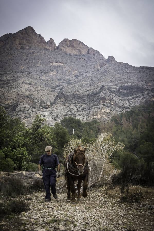 El trabajo de los mulos en la Sierra de Redován