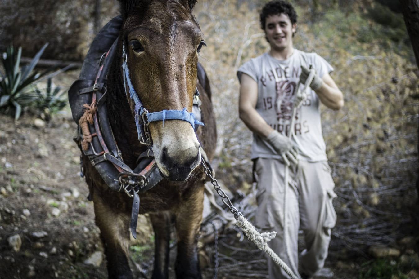 El trabajo de los mulos en la Sierra de Redován