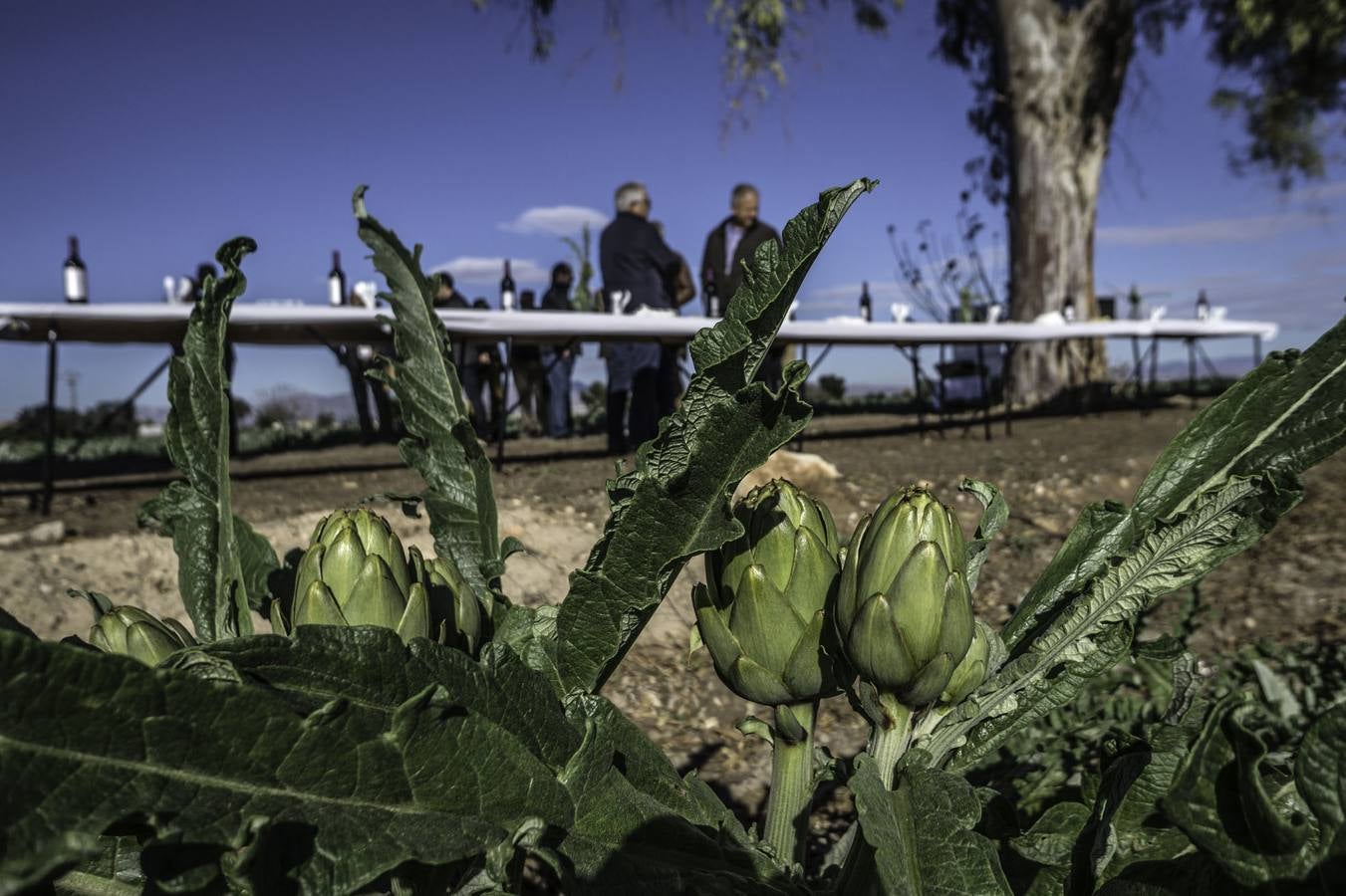 La Vega Baja prevé superar las 20.000 toneladas de alcachofa