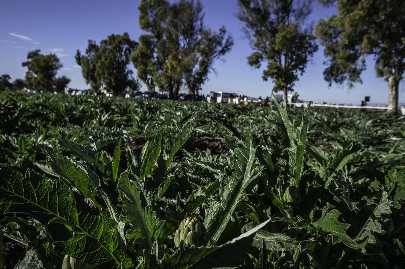 La Vega Baja prevé superar las 20.000 toneladas de alcachofa