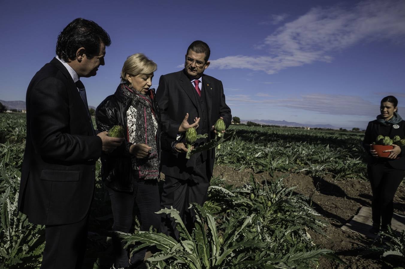 La Vega Baja prevé superar las 20.000 toneladas de alcachofa