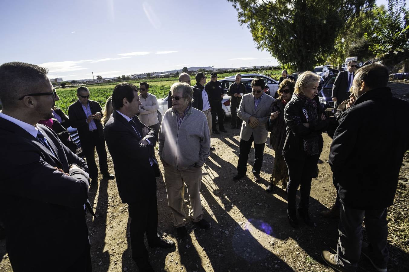 La Vega Baja prevé superar las 20.000 toneladas de alcachofa