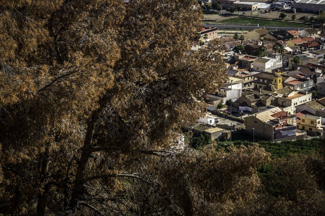 Vecinos de La Aparecida critican que no haya ayudas para combatir el &#039;tomicus&#039;