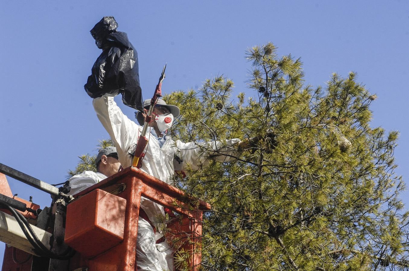 Lucha contra la procesionaria de los pinos de Elche