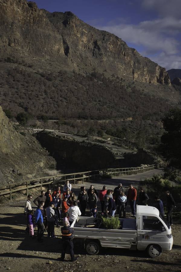 Pequeñas medidas para atajar el &#039;tomicus&#039;