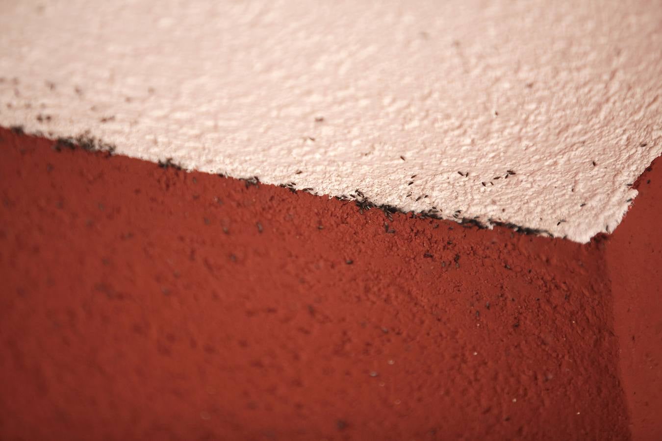 Invasión de mosquitos en Campos del Río