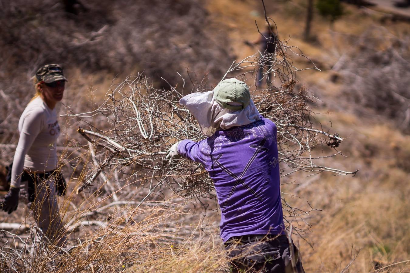 El Ayuntamiento retira los pinos secos de la sierras