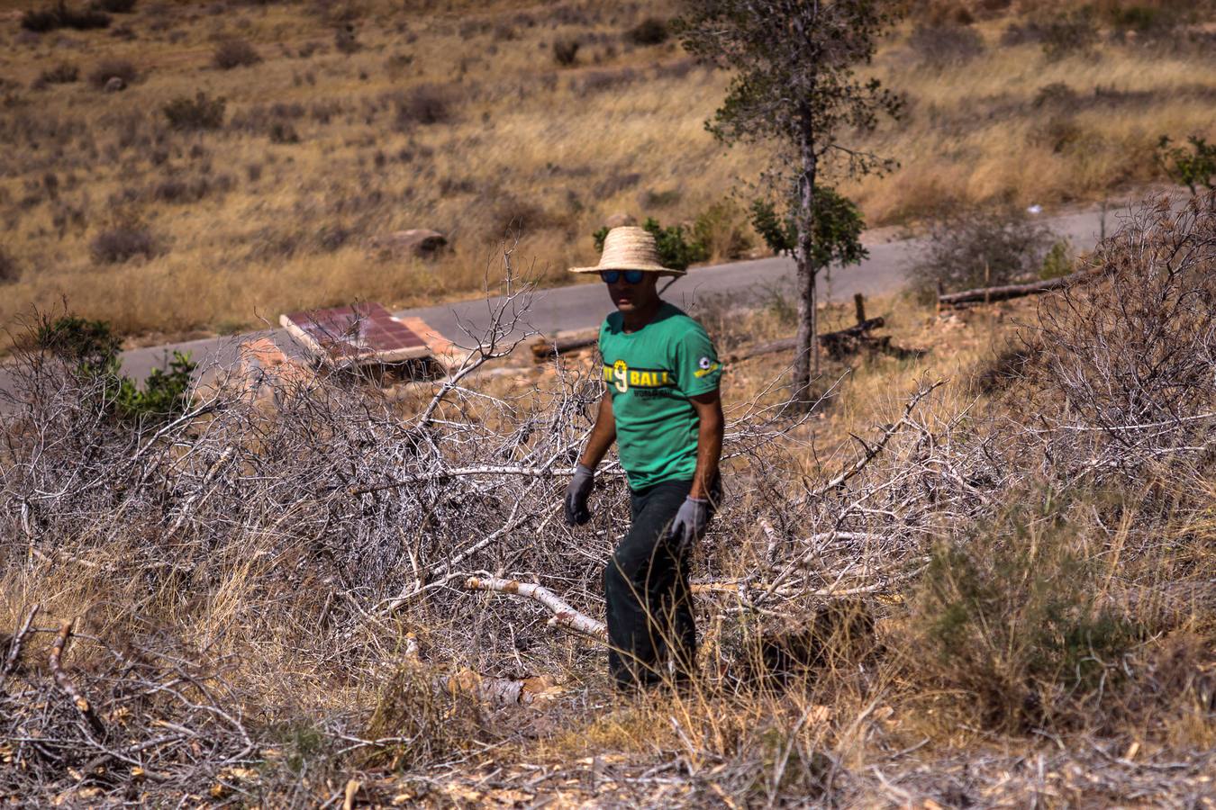 El Ayuntamiento retira los pinos secos de la sierras