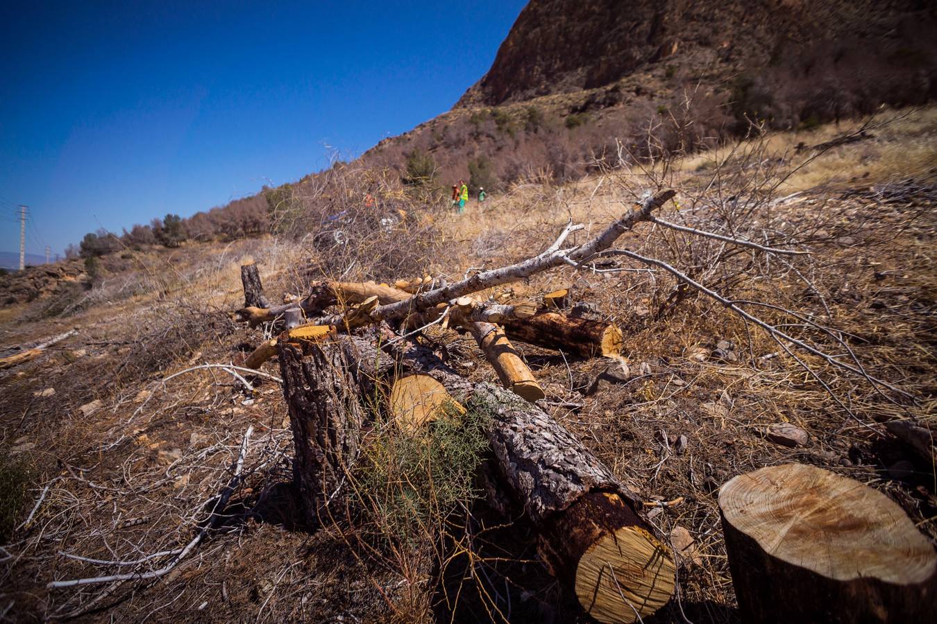 El Ayuntamiento retira los pinos secos de la sierras