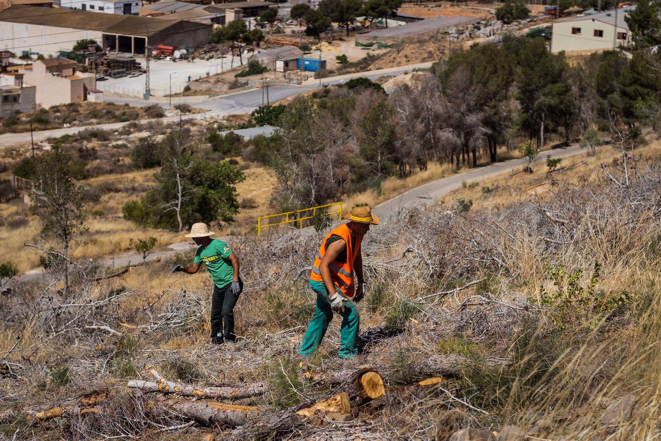 El Ayuntamiento retira los pinos secos de la sierras