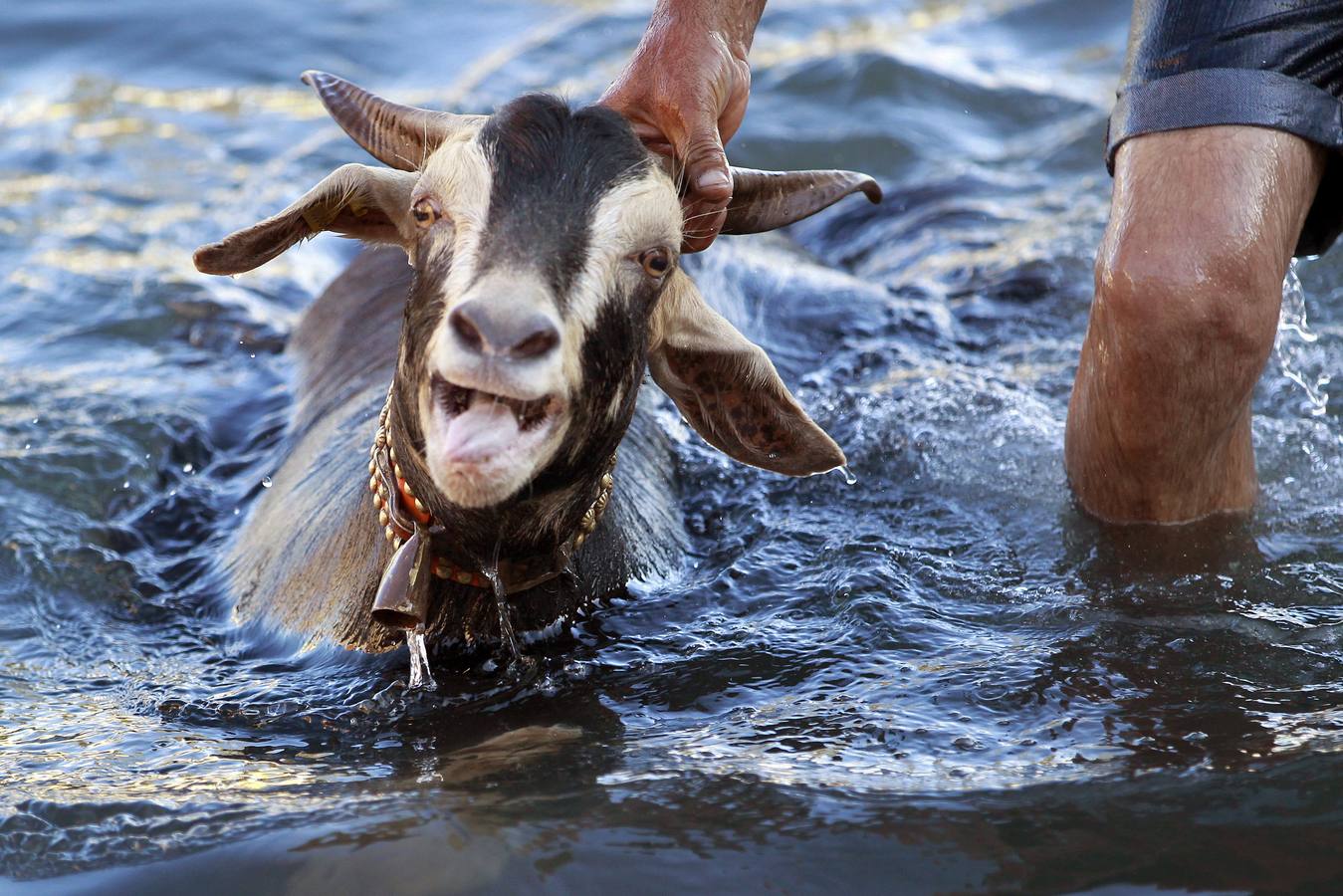 ¡Al agua cabras!