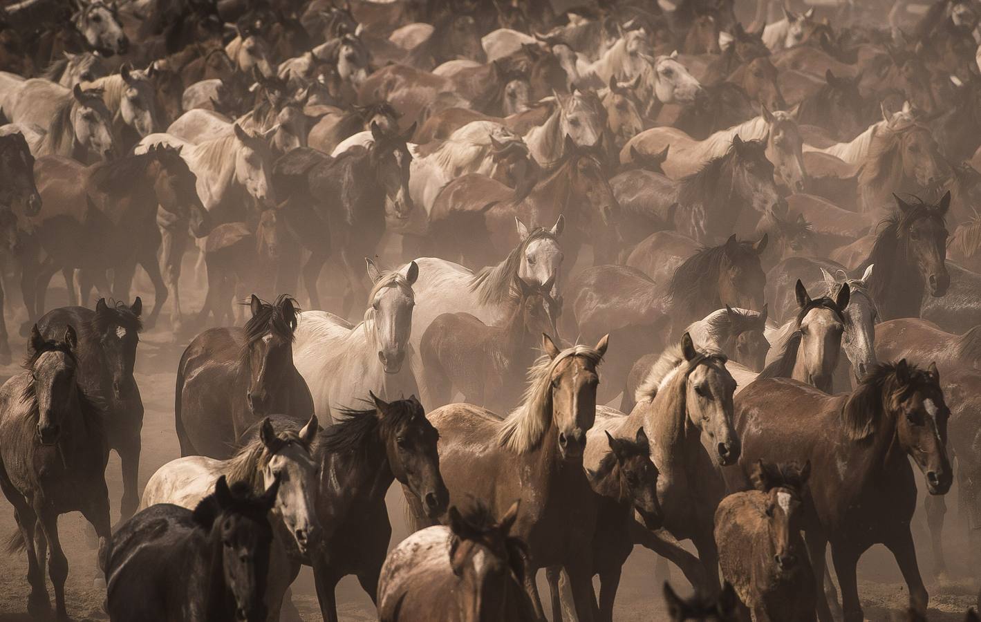 La &#039;Saca de Yeguas&#039; pasa por Doñana