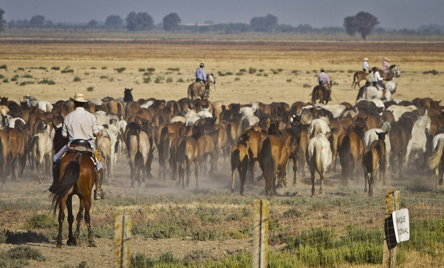 La &#039;Saca de Yeguas&#039; pasa por Doñana