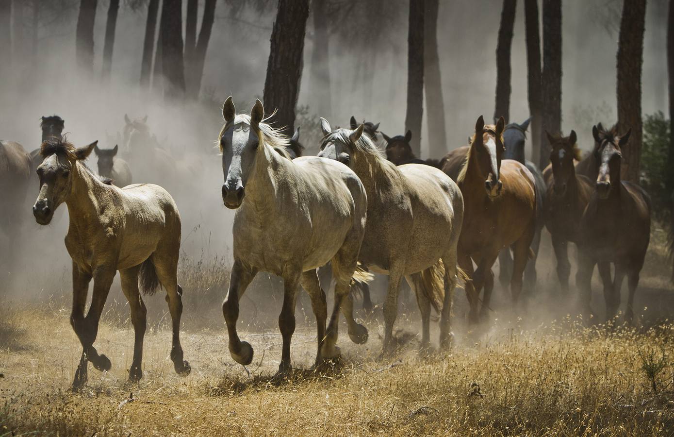 La &#039;Saca de Yeguas&#039; pasa por Doñana