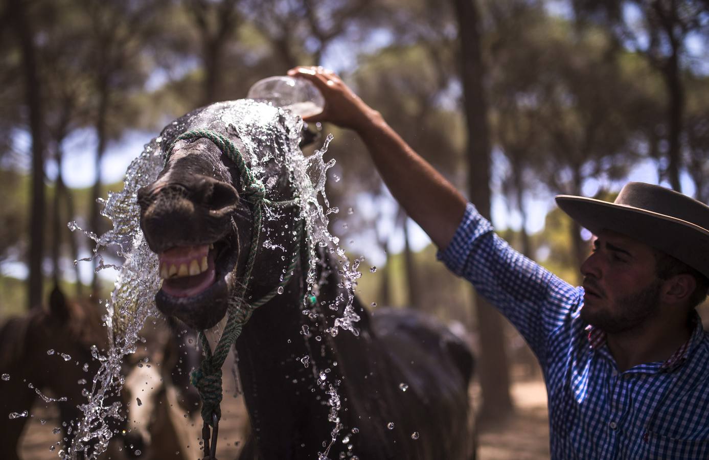 La &#039;Saca de Yeguas&#039; pasa por Doñana