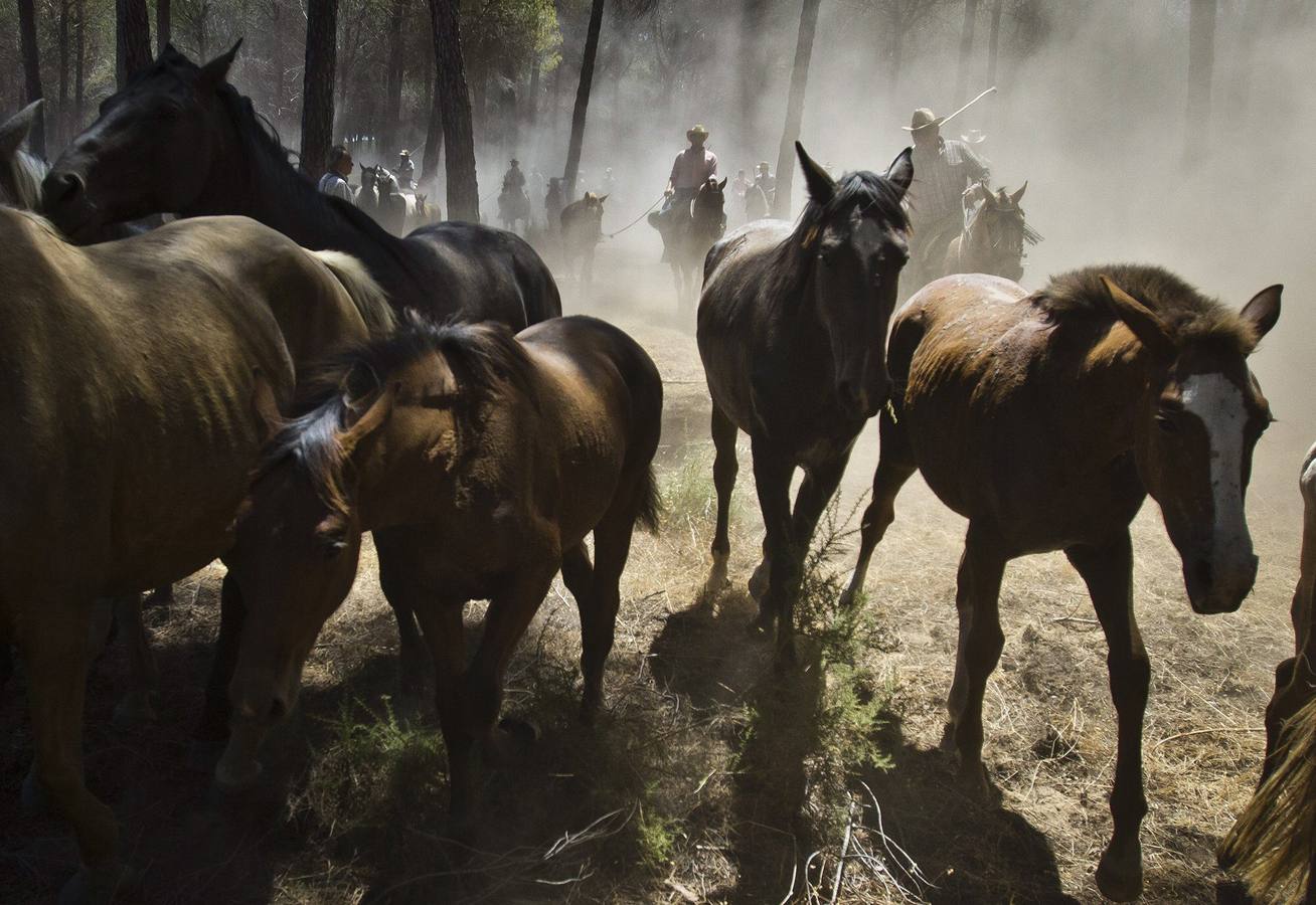 La &#039;Saca de Yeguas&#039; pasa por Doñana