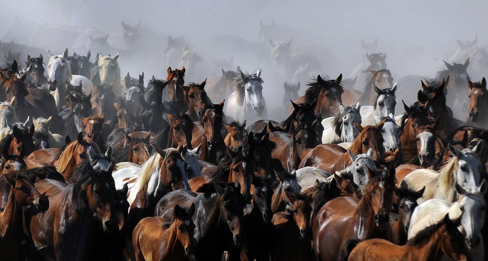 La &#039;Saca de Yeguas&#039; pasa por Doñana