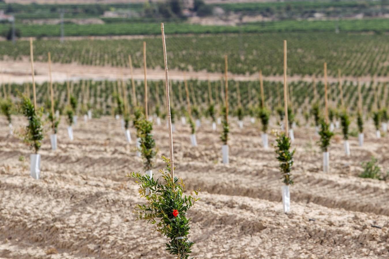 Explotación agrícola de Agost