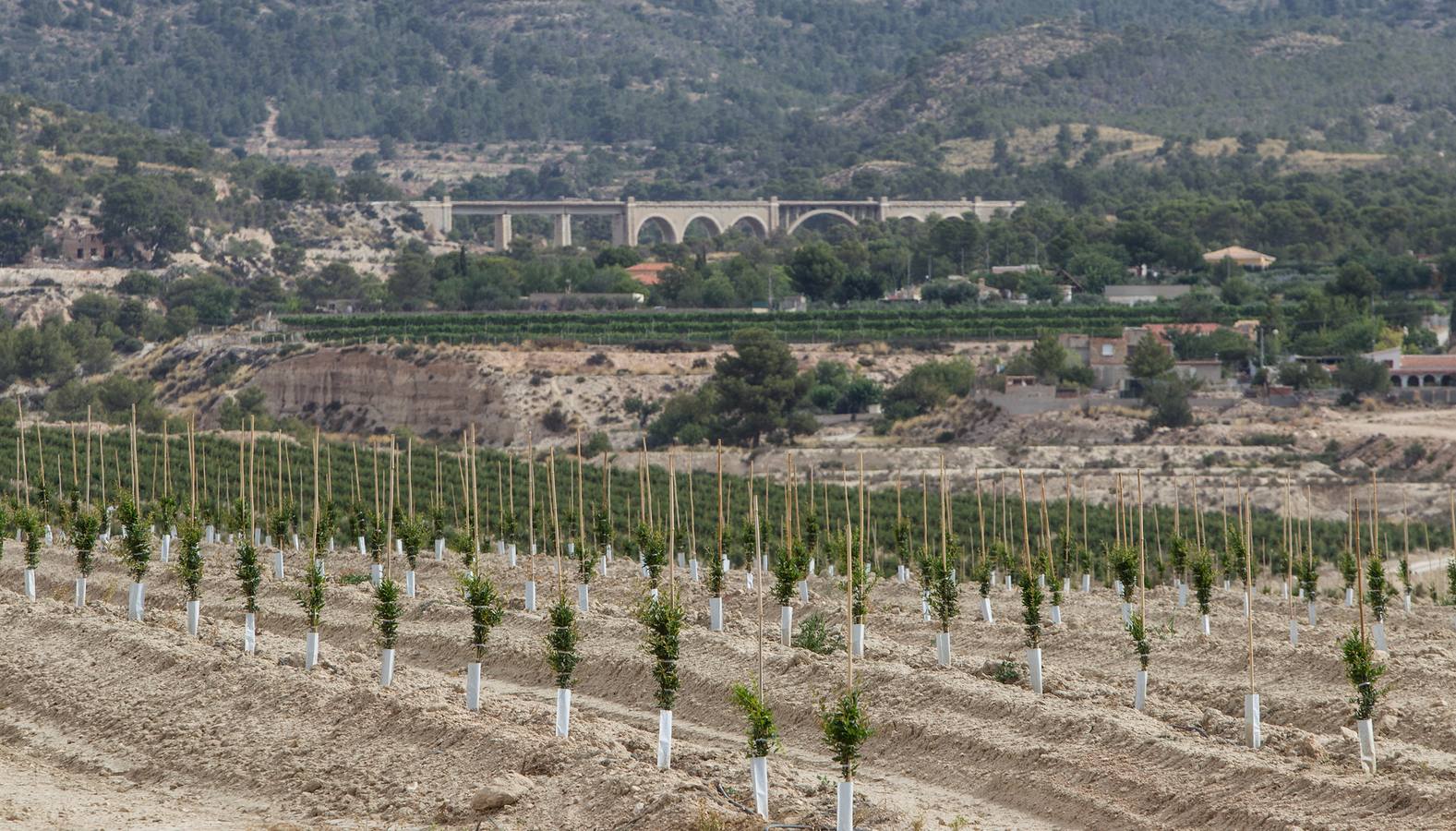 Explotación agrícola de Agost