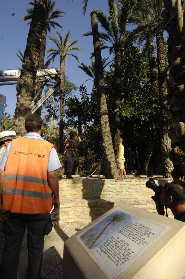 Talan la palmera más alta del casco urbano de Elche