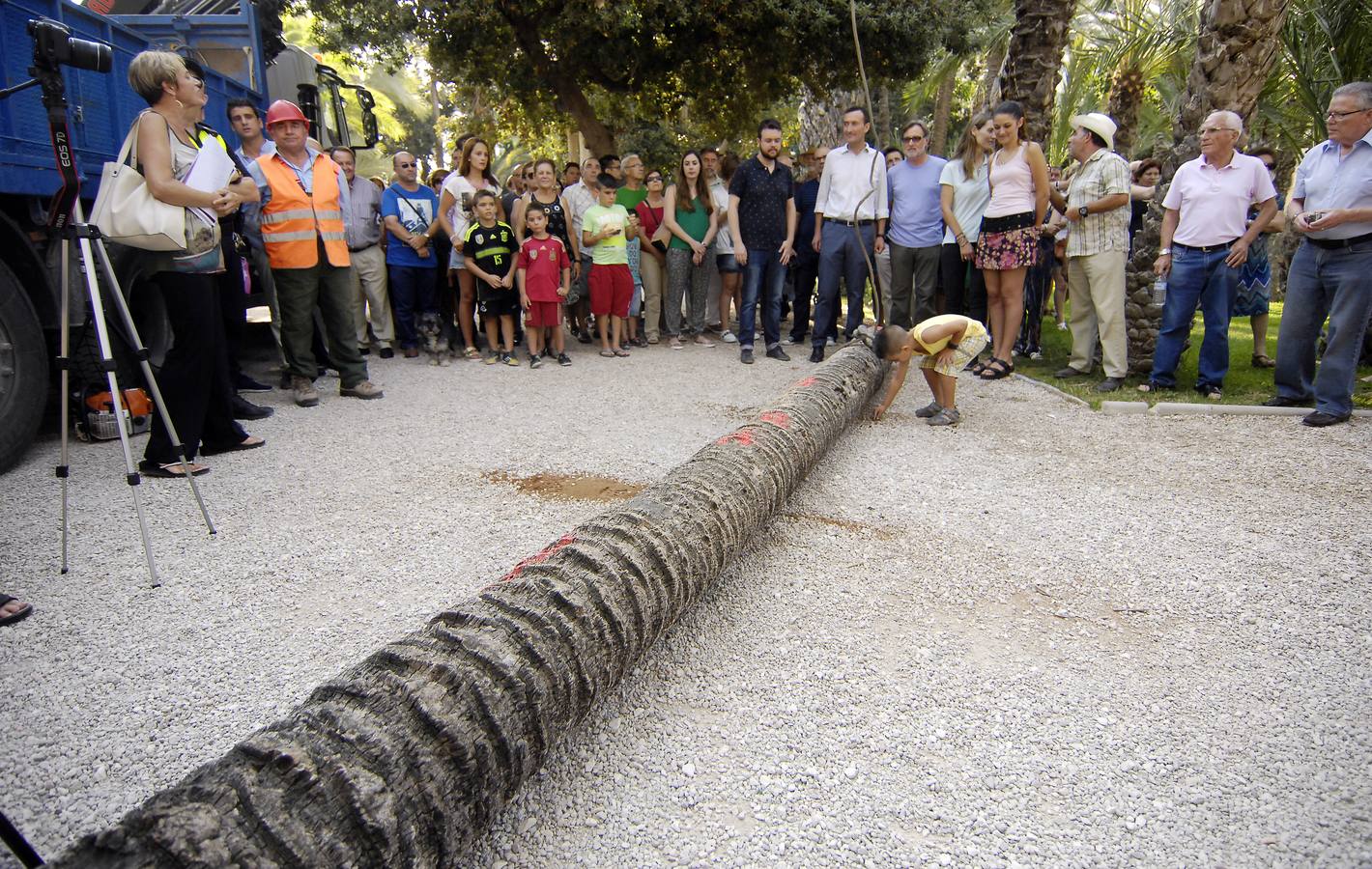 Talan la palmera más alta del casco urbano de Elche