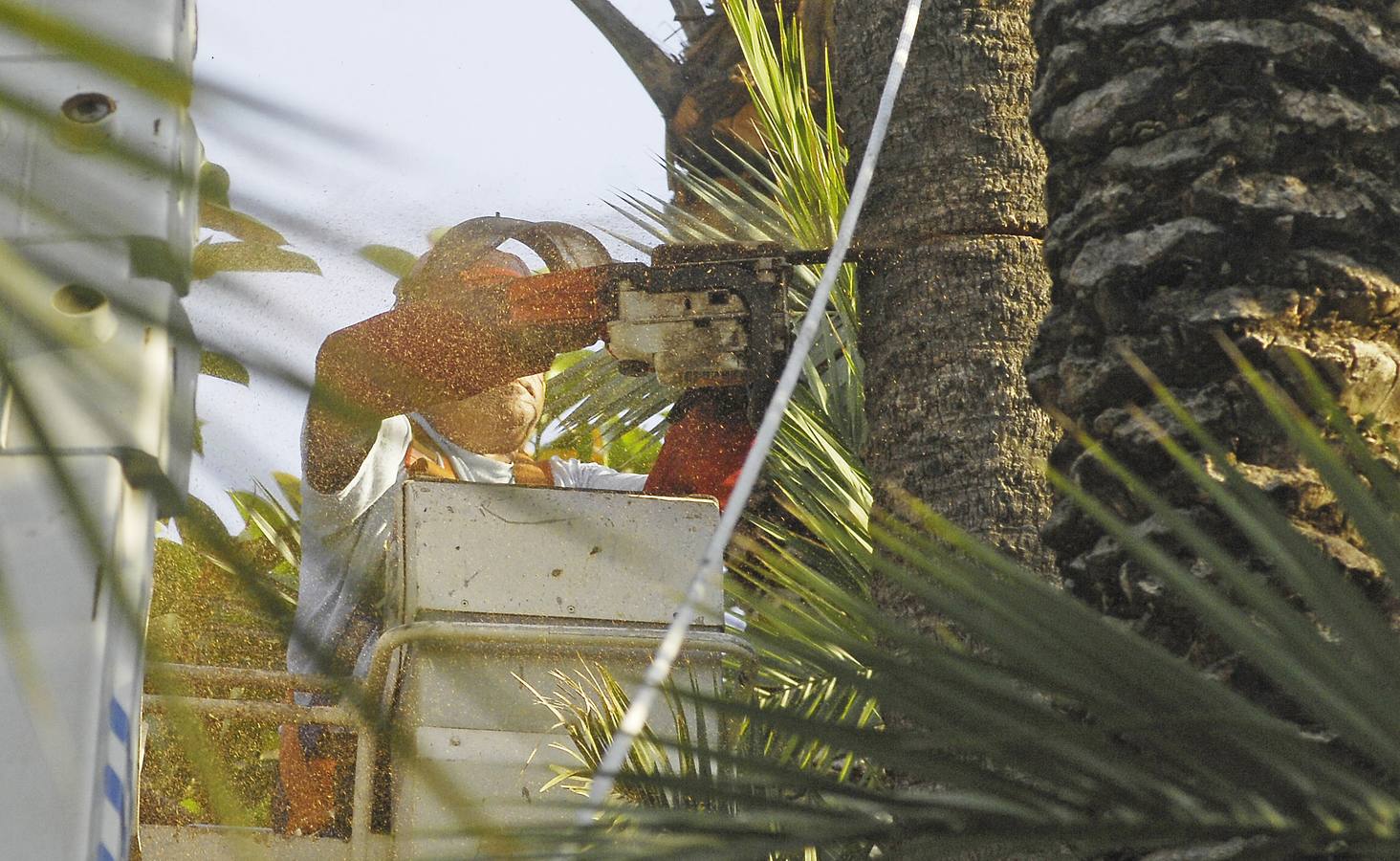 Talan la palmera más alta del casco urbano de Elche