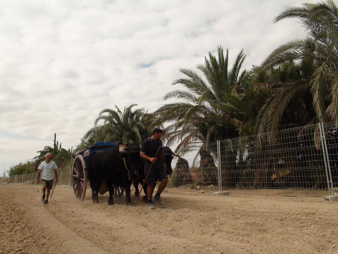 Carrera de burros y asnos de Dolores
