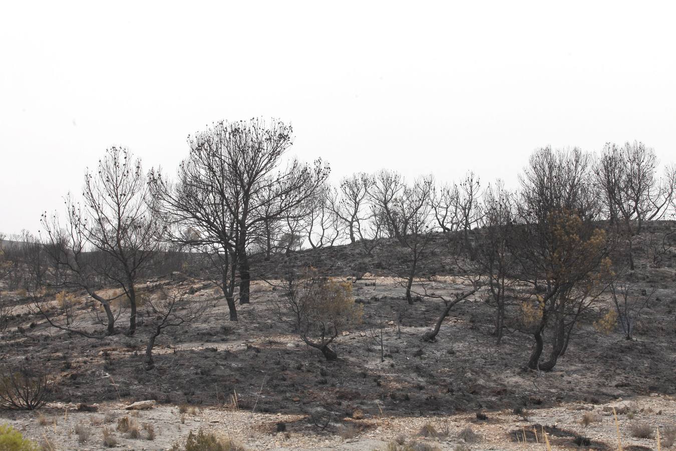 Trabajos de extinción del incendio de Cieza