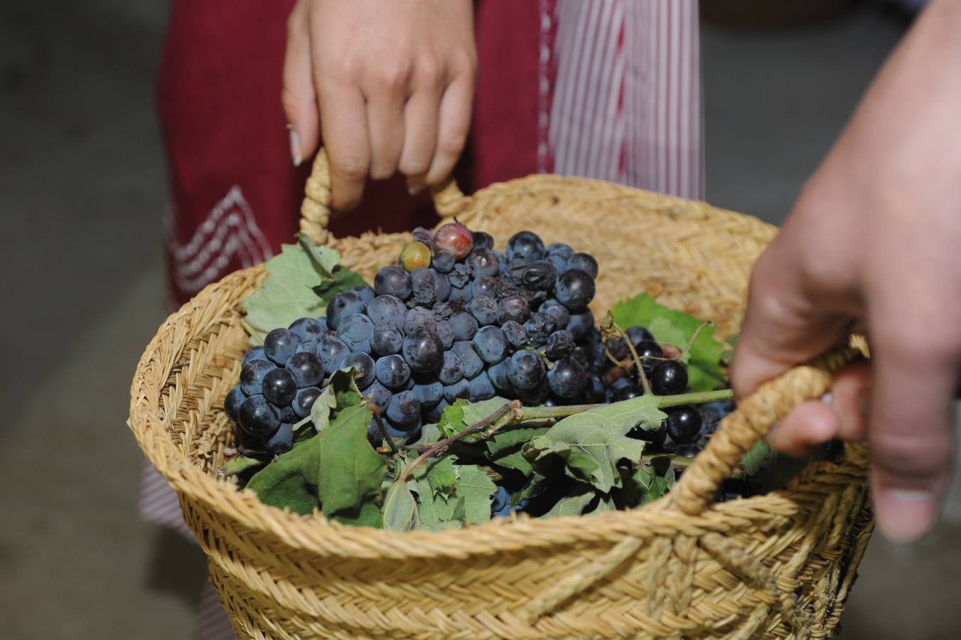 Jumilla saborea el primer mosto