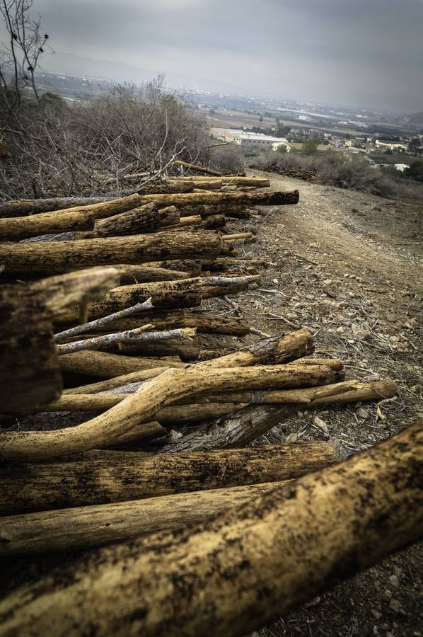 Critican los daños ocasionados al terreno por el arrastre de pinos con &#039;tomicus&#039;