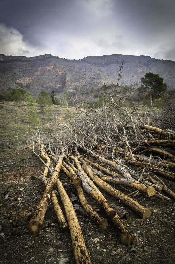 Critican los daños ocasionados al terreno por el arrastre de pinos con &#039;tomicus&#039;