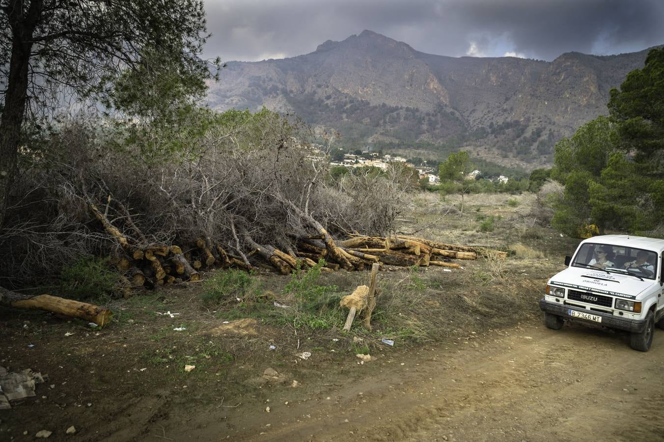 Critican los daños ocasionados al terreno por el arrastre de pinos con &#039;tomicus&#039;