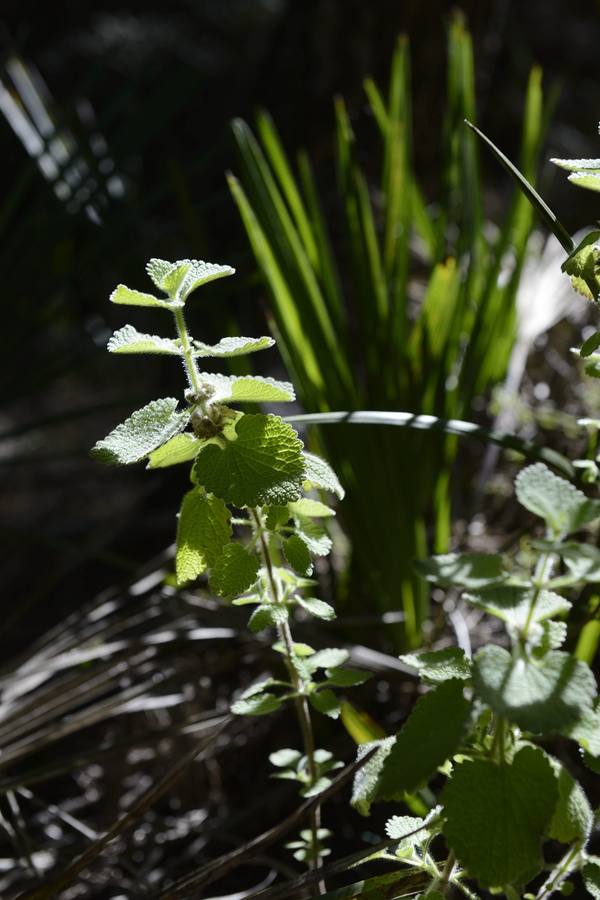 El desafío de las murallas de King Kong. Recorran la cresta de la pared rocosa para disfrutar de una de las mejores vistas de El Valle