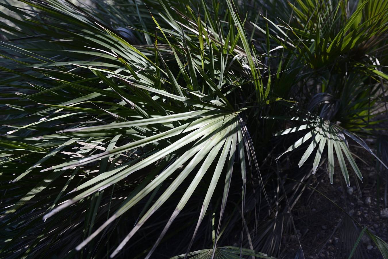 El desafío de las murallas de King Kong. Uno de los palmitos que crecen en la zona.