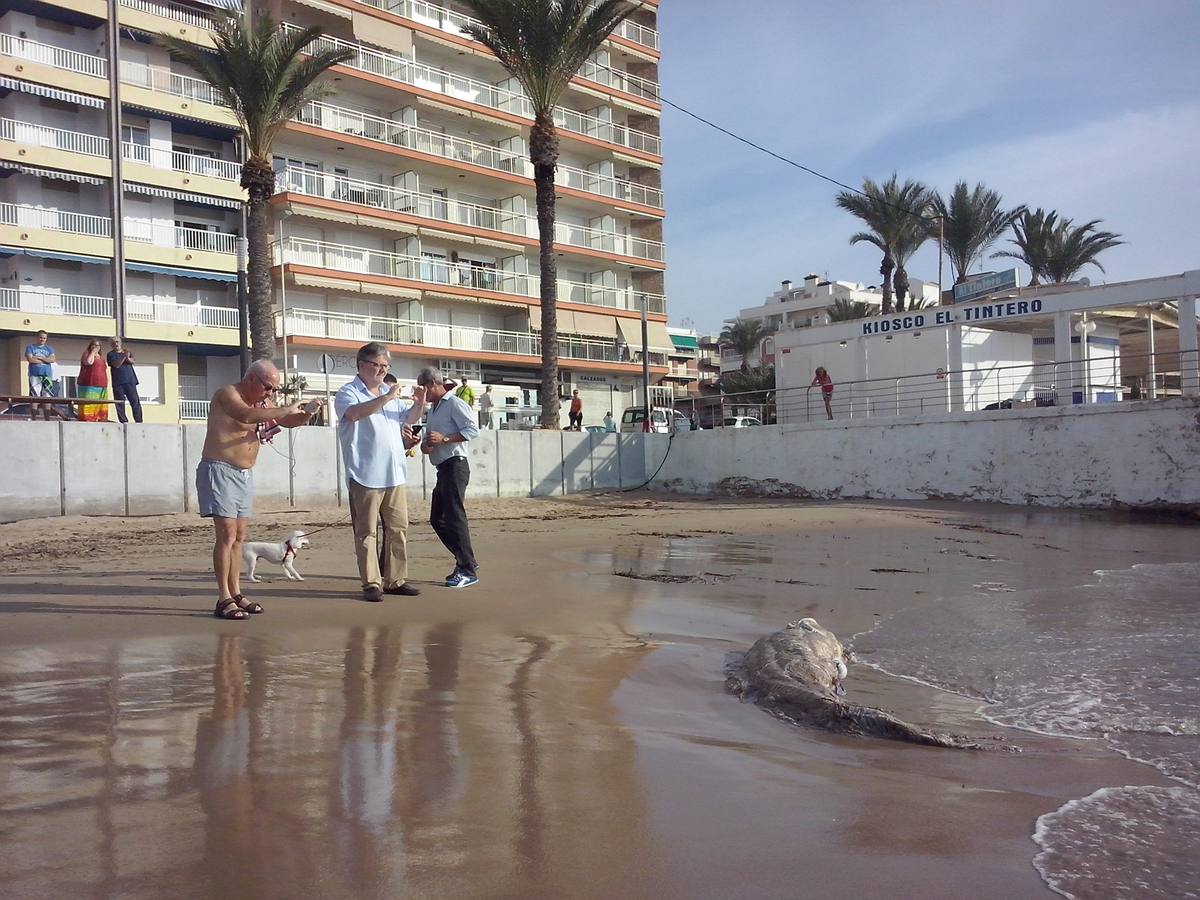 Hallan un tiburón muerto en Torrevieja