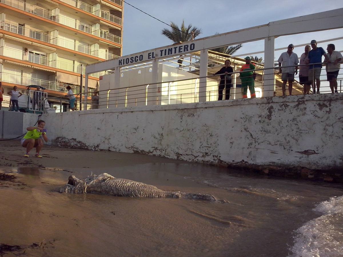 Hallan un tiburón muerto en Torrevieja