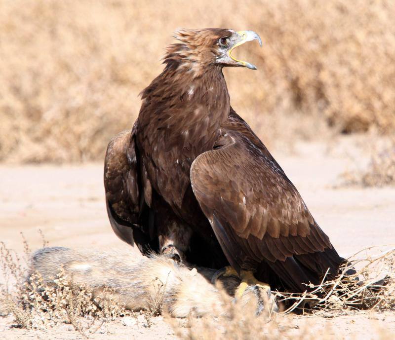 Cazador de altos vuelos