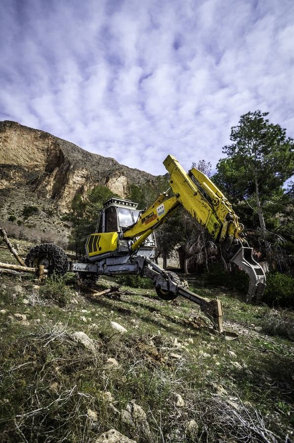 Un escavadora astillará todos los árboles arrasados por el tomicus