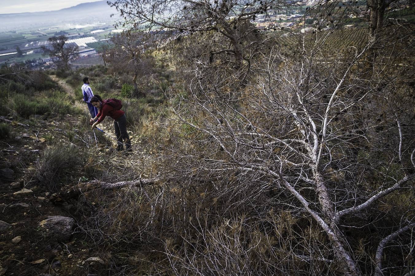 El &#039;tomicus&#039; afecta a las sendas