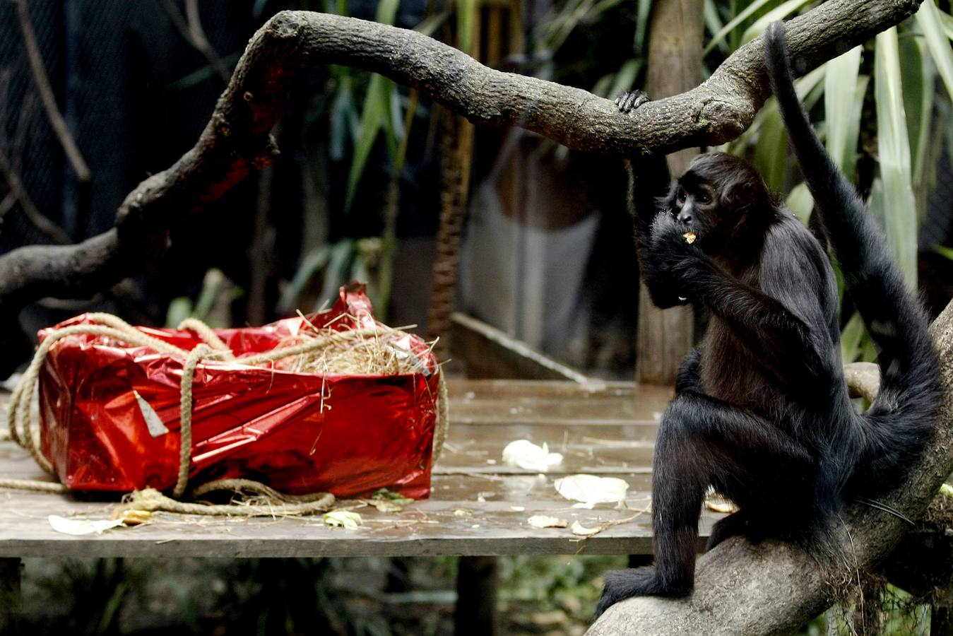 Los animales también tienen Reyes