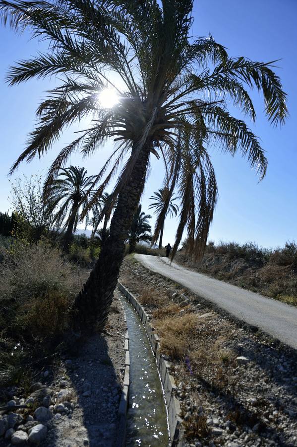 Las palmeras salpican todo el paisaje de la Huerta de Mahoya, que se extiende a los lados de la acequia.