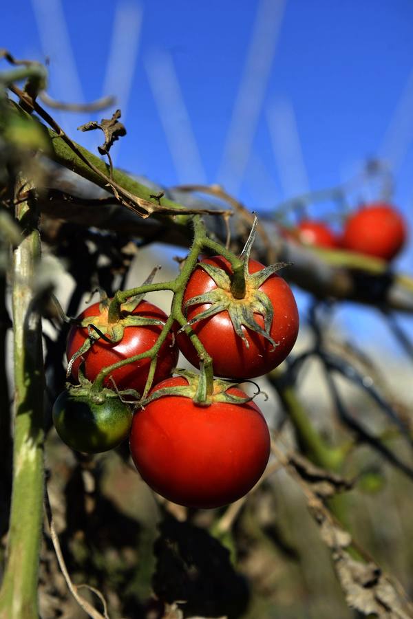 Los dulces tomates abanilleros.