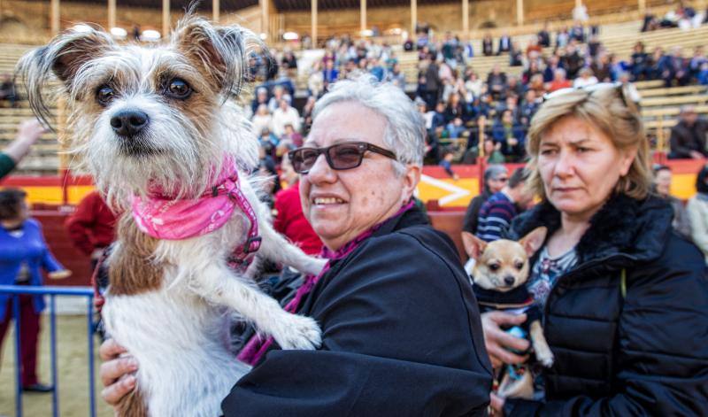Bendición de mascotas en la Plaza de Toros de Alicante