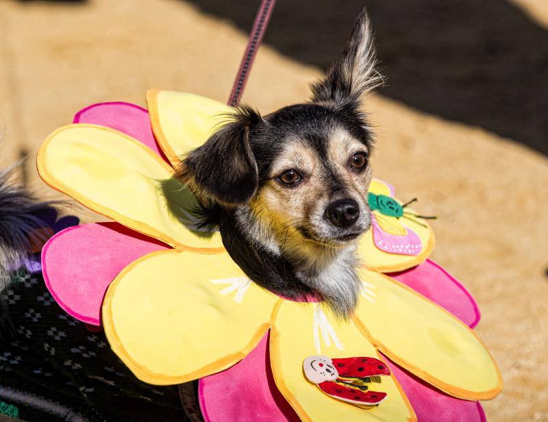 Bendición de mascotas en la Plaza de Toros de Alicante