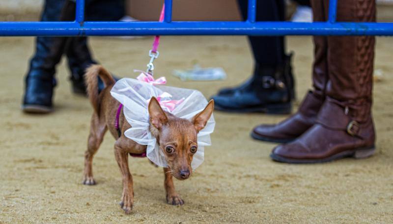 Bendición de mascotas en la Plaza de Toros de Alicante