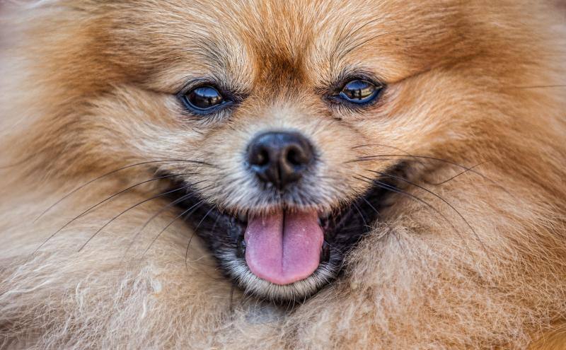 Bendición de mascotas en la Plaza de Toros de Alicante